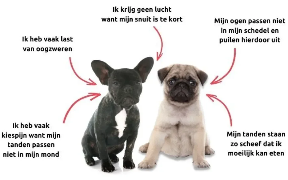 koop geen kortsnuit