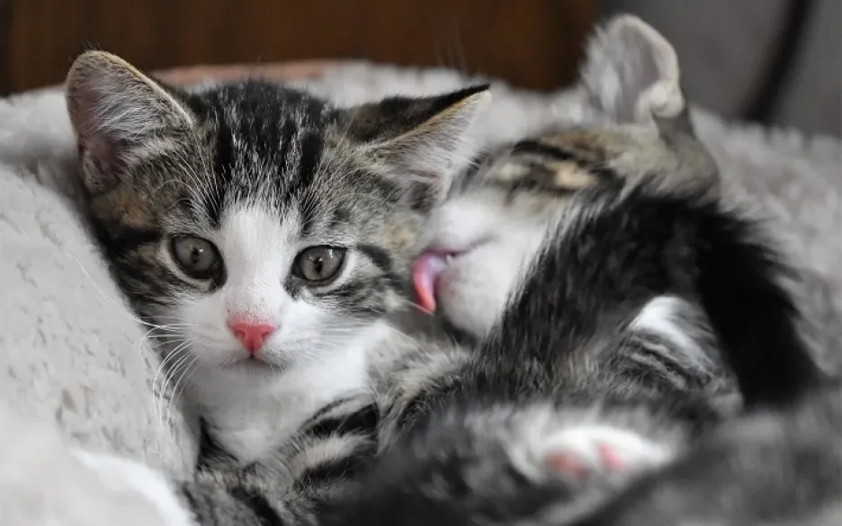 kittens