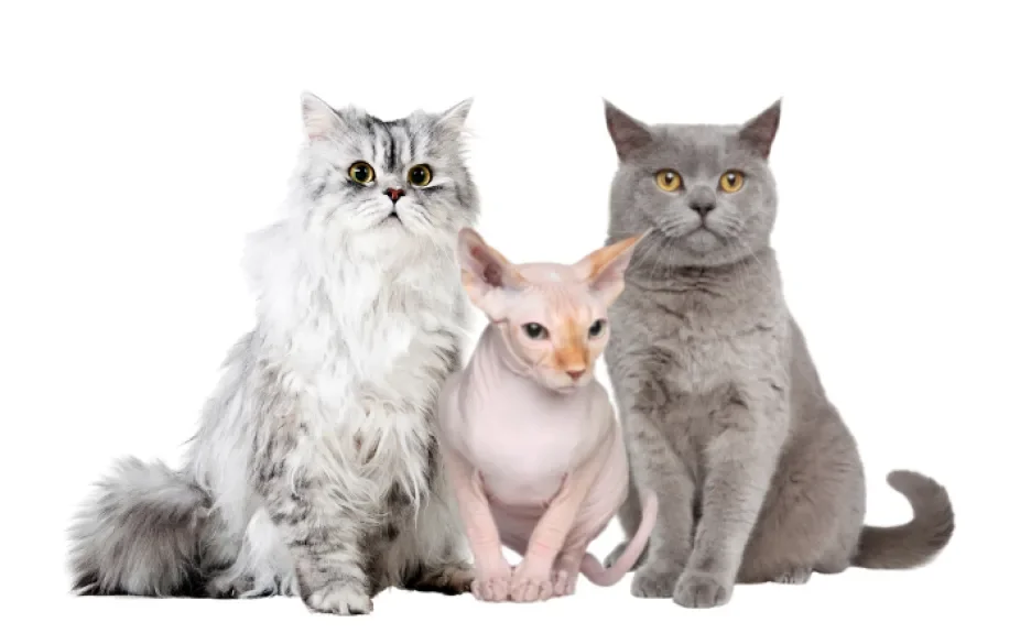 Raskatten