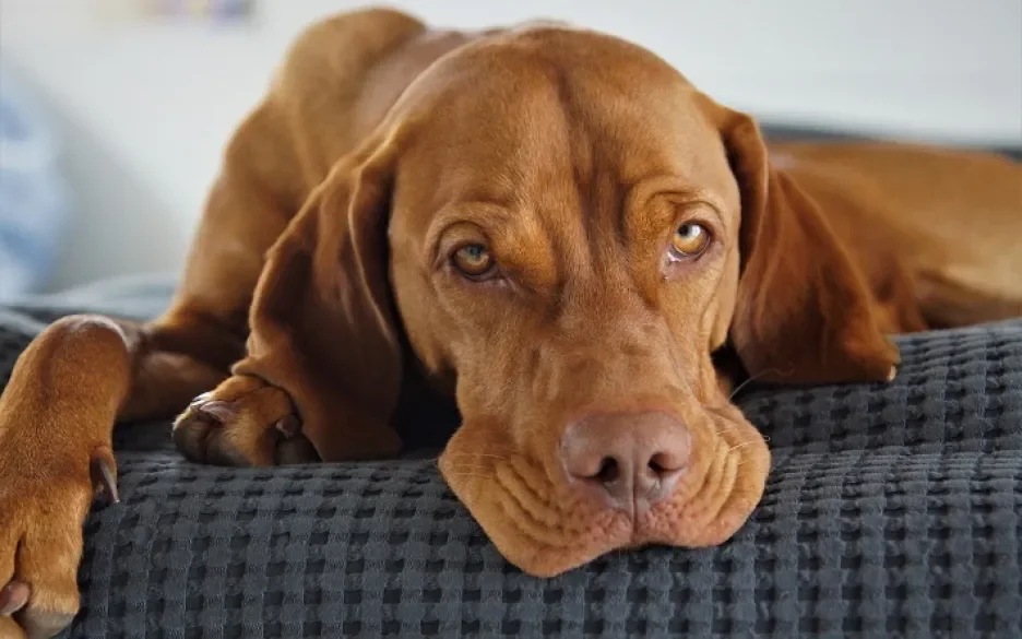 Vizsla