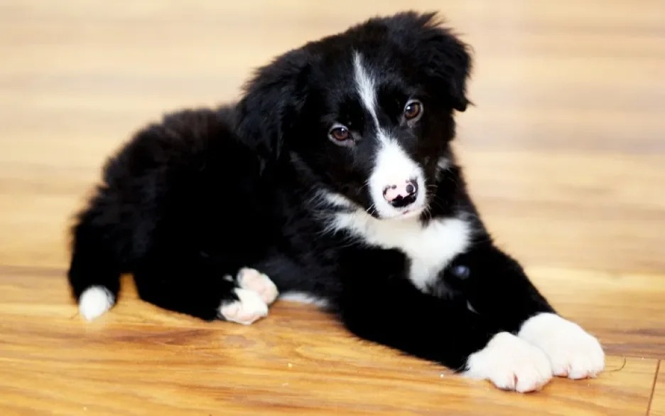 bordercolliepup