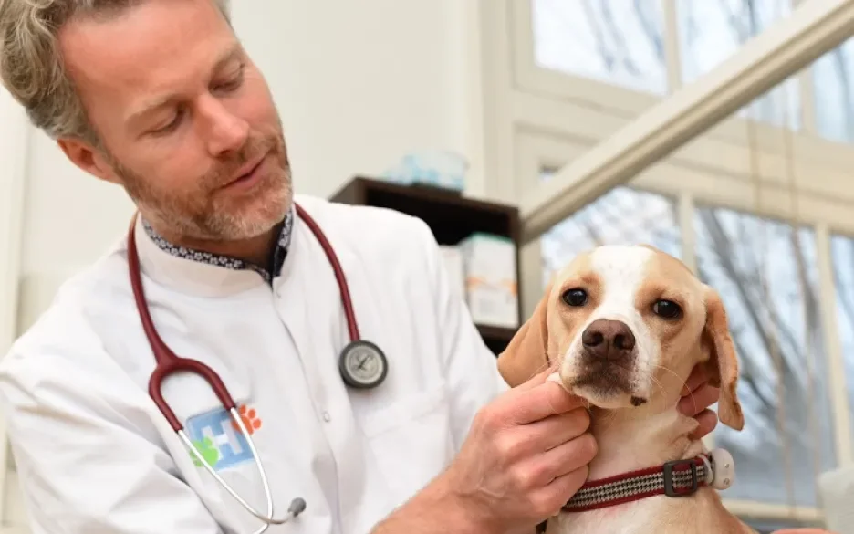 dierenarts onderzoekt hond