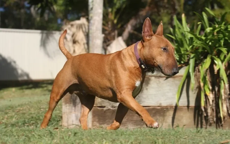 Bullterriër miniatuur