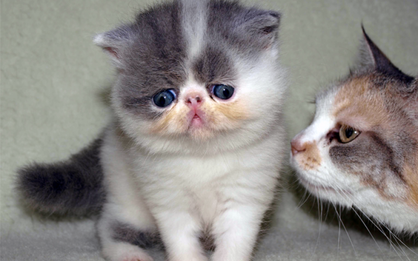 Fokker Perzische katten stopt na melding Dier&Recht | Dier&Recht