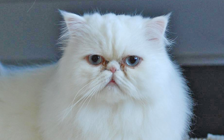 Schuldig schudden uitlijning Perzische kat | Dier&Recht