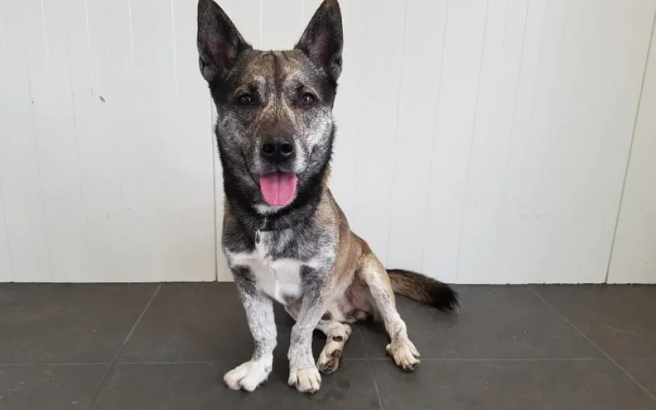 asielhond Shadow