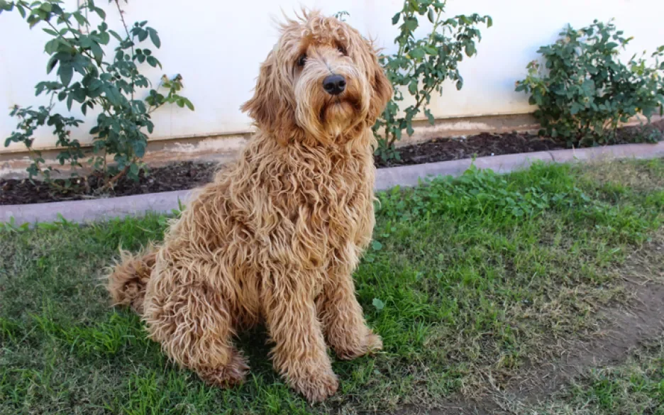 labradoodle