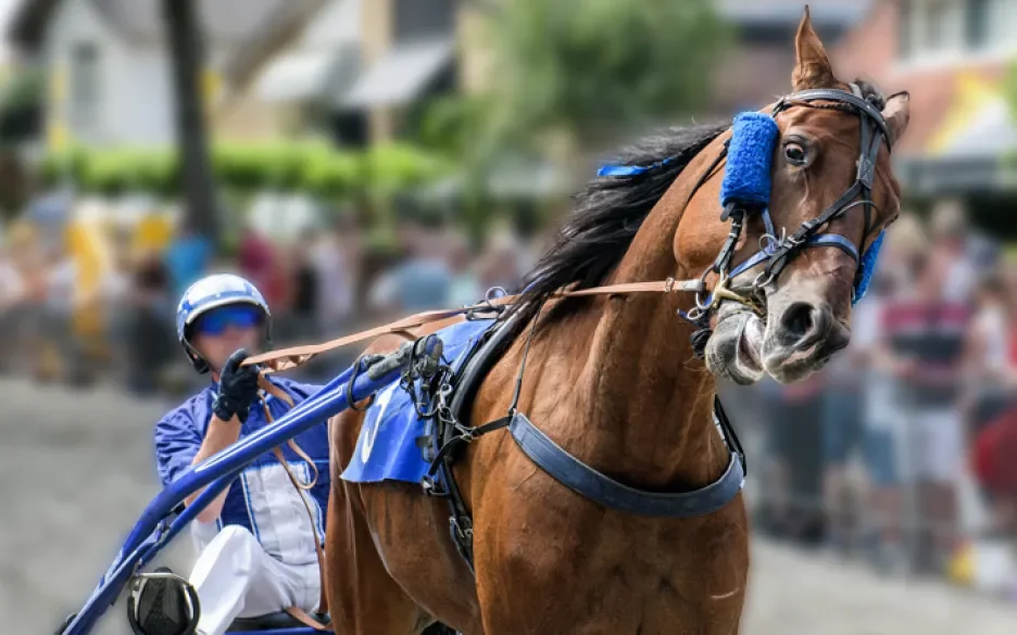 Paardensport