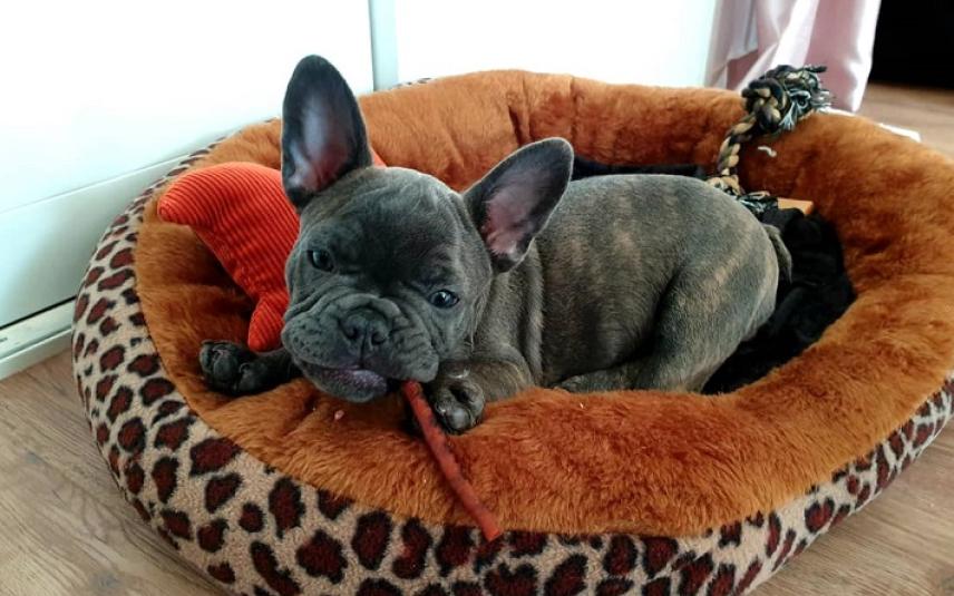 Franse bulldogpup Sjef, 9 weken oud
