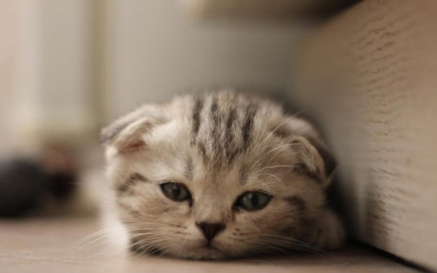 scottish fold kitten