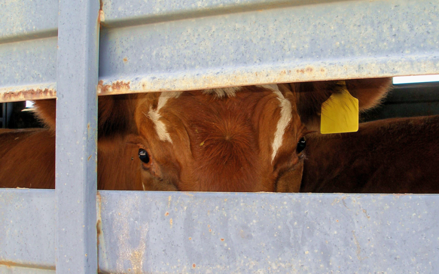 Acht EU-lidstaten verzetten zich tegen verbod op verre veetransporten