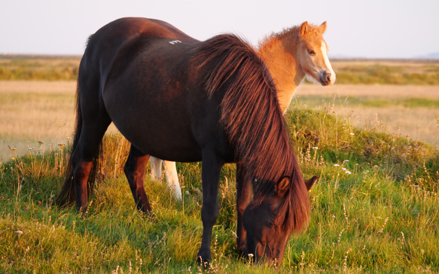 IJslandse bloedwinning eist paardenlevens