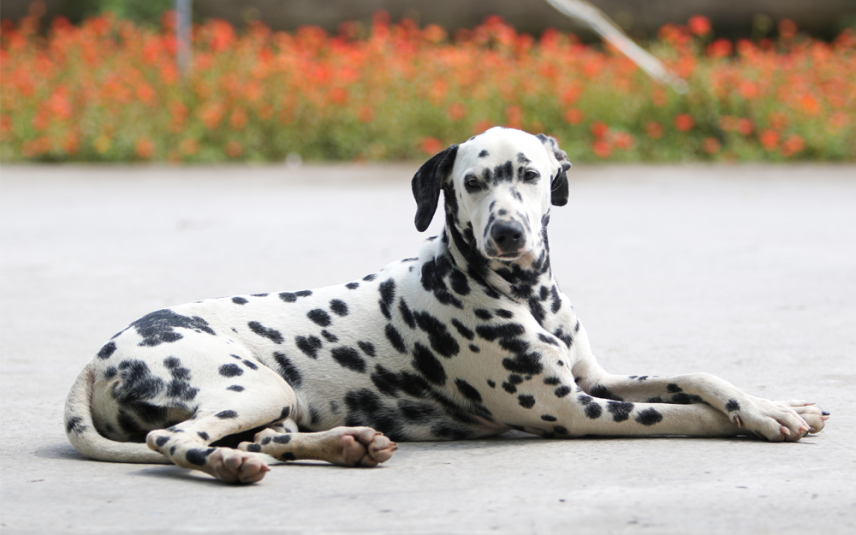 dalmatische hond