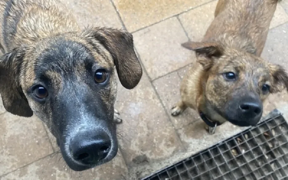 Santi en Seba