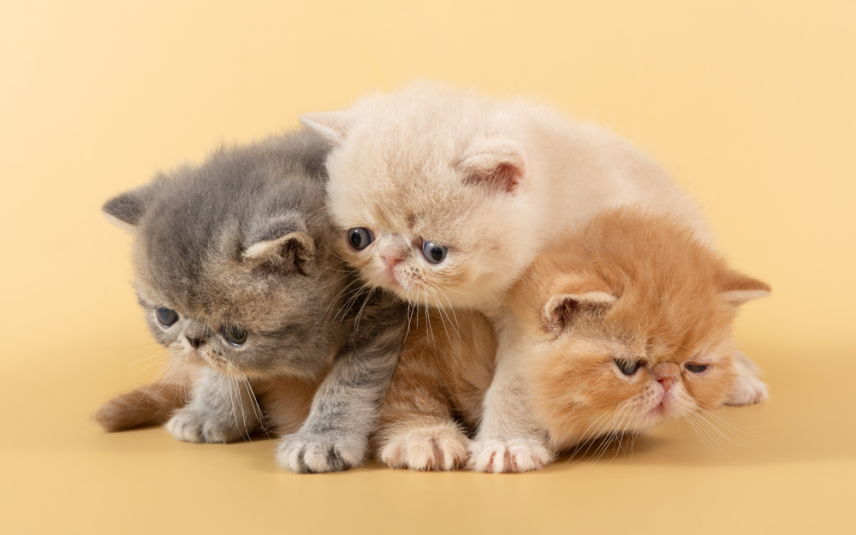 Boete voor fokker Perzische katten