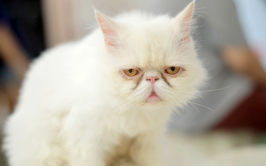 Perzische kat met oogaandoeningen
