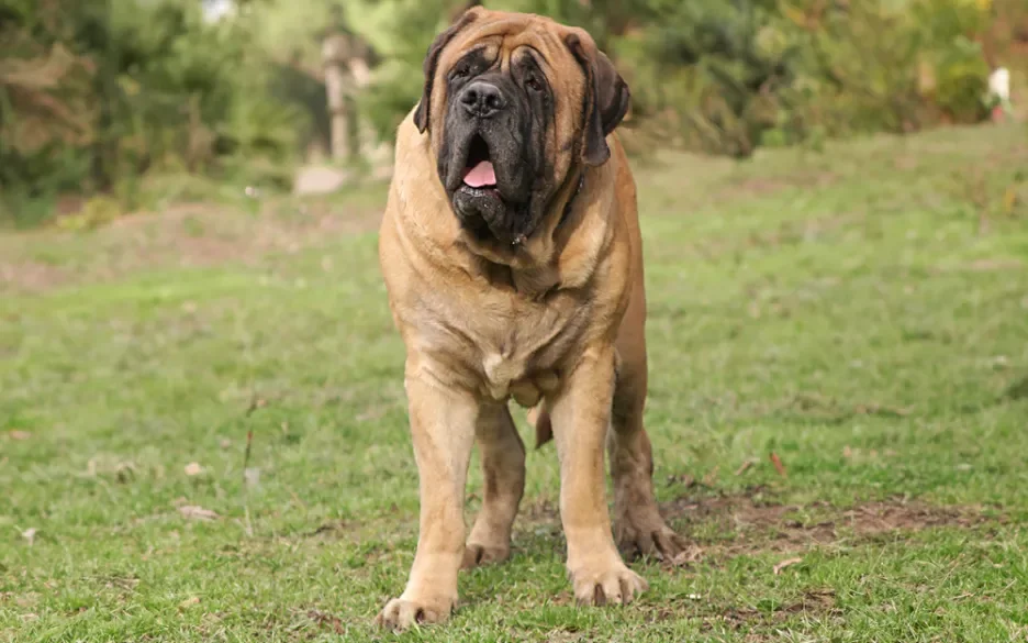 Uitspraak in hoger beroep: fokverbod voor honden met ernstige elleboogdysplasie