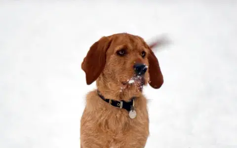 Basset fauve de Bretagne