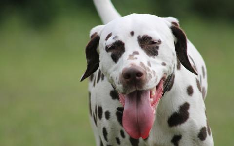 Dalmatische hond, dalmatiër