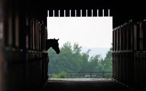 Hoeveel eenzame paarden zijn er in Nederland?