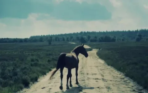 Ik kocht een paard vrij bij de Hollandsche Manege en dit is wat er toen gebeurde