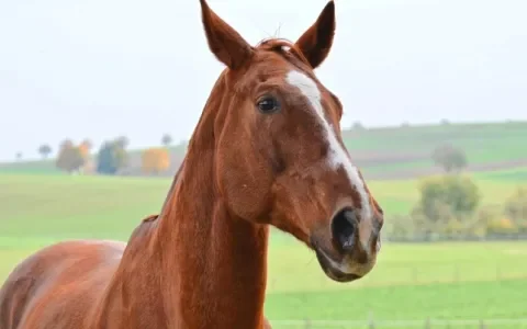 Paarden met een rechte rug en nek zijn vaak depressief