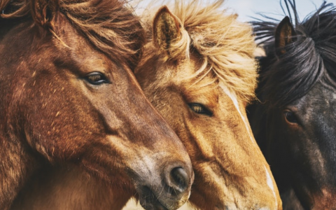 Herken jij stereotiep gedrag bij paarden?