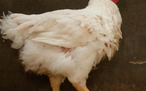 Einde aan martelbad voor 350 miljoen kippen per jaar