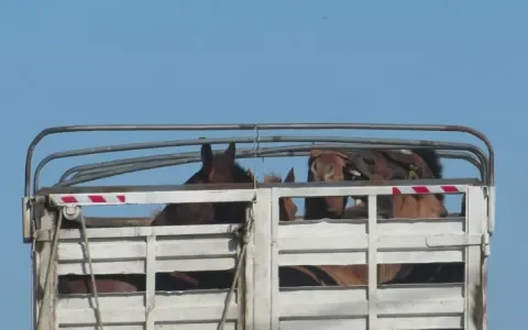 Er komt nog veel meer fout paardenvlees onze kant op