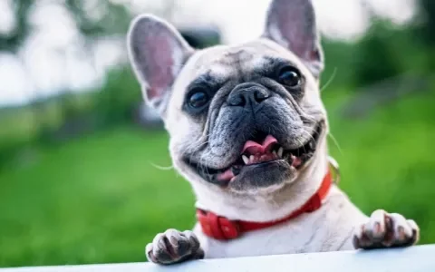 In gesprek met de keurmeesters van de Franse Bulldog