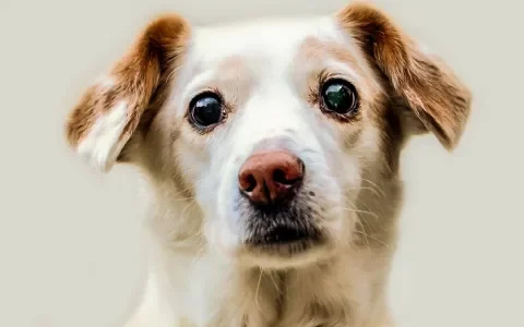 “Breng het hondje maar terug, dan krijg je een nieuwe”