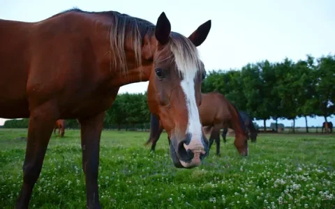 Waar let je op als je paarden samen buiten laat?