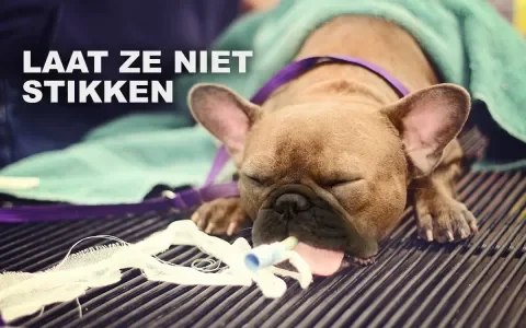 De Franse bulldog: het ziekste hondje van de klas