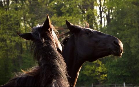 Feit of fabel: paarden zijn van nature agressief tegen elkaar
