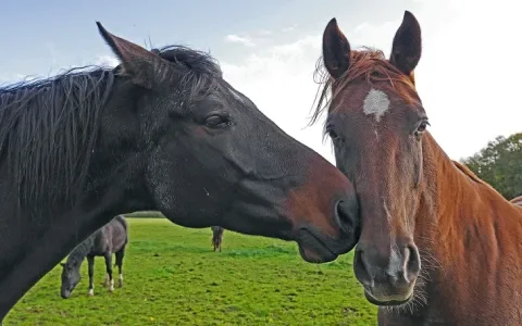 Waar let je op als je paarden samen gaat zetten?