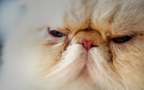 Verbod op het fokken van kortsnuitige Perzische katten