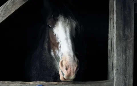 Waarom wetgeving in de paardenhouderij noodzakelijk is