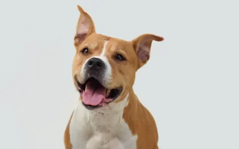 Hond Aika zoekt huis