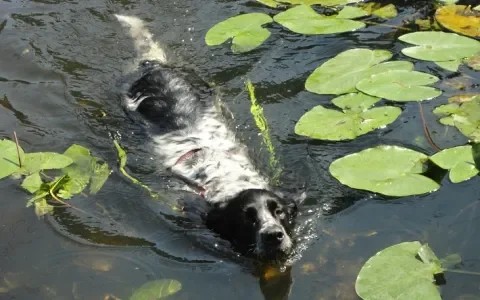 Balou en haar mantelzorger