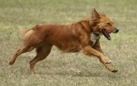Bastaardhond zoekt nieuwe naam