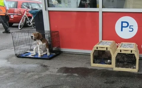 Zero zerotolerancebeleid tijdens World Dog Show