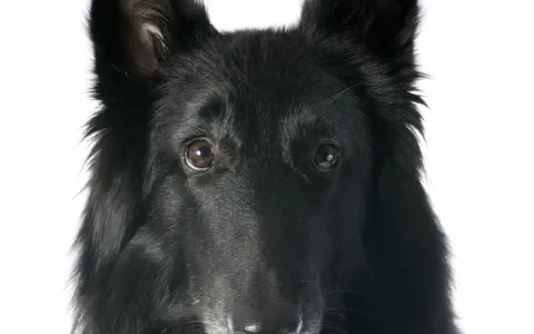 De verzekeraar betaalt medische kosten Belgische Herder