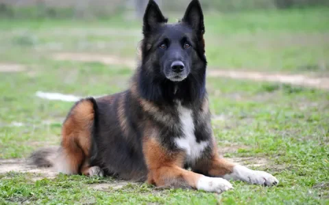 Tervuerense Herder met erfelijke epilepsie: fokker betaalt vergoeding