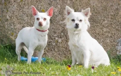 Bengy en Lady zoeken een huisje