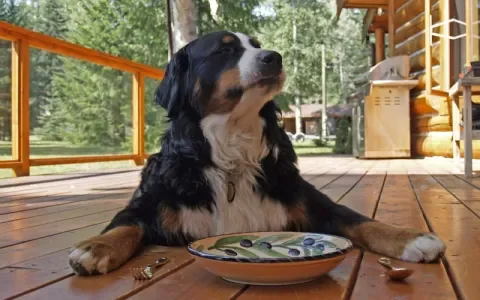 Elke hond is een na-aper