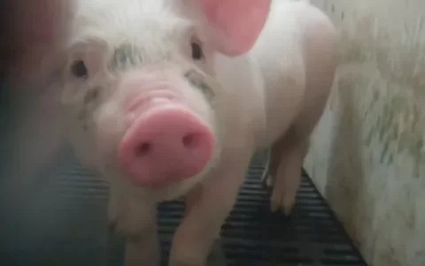 Varkens doodziek van de medicijnen
