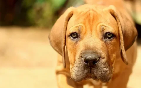 Rechtszaak gewonnen tegen fokker van Boerboels