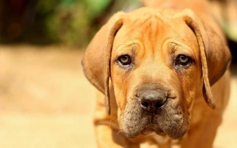 Fokster van rashonden veroordeeld tot hoge schadevergoeding