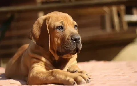 Dagvaarding tegen fokker van zieke Boerboels