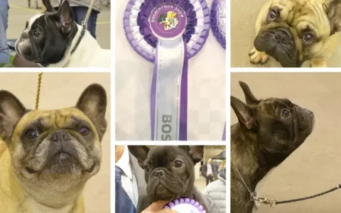 Adembenemende BOS prijs voor doggen